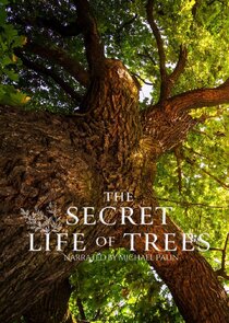 The Secret Life of Trees